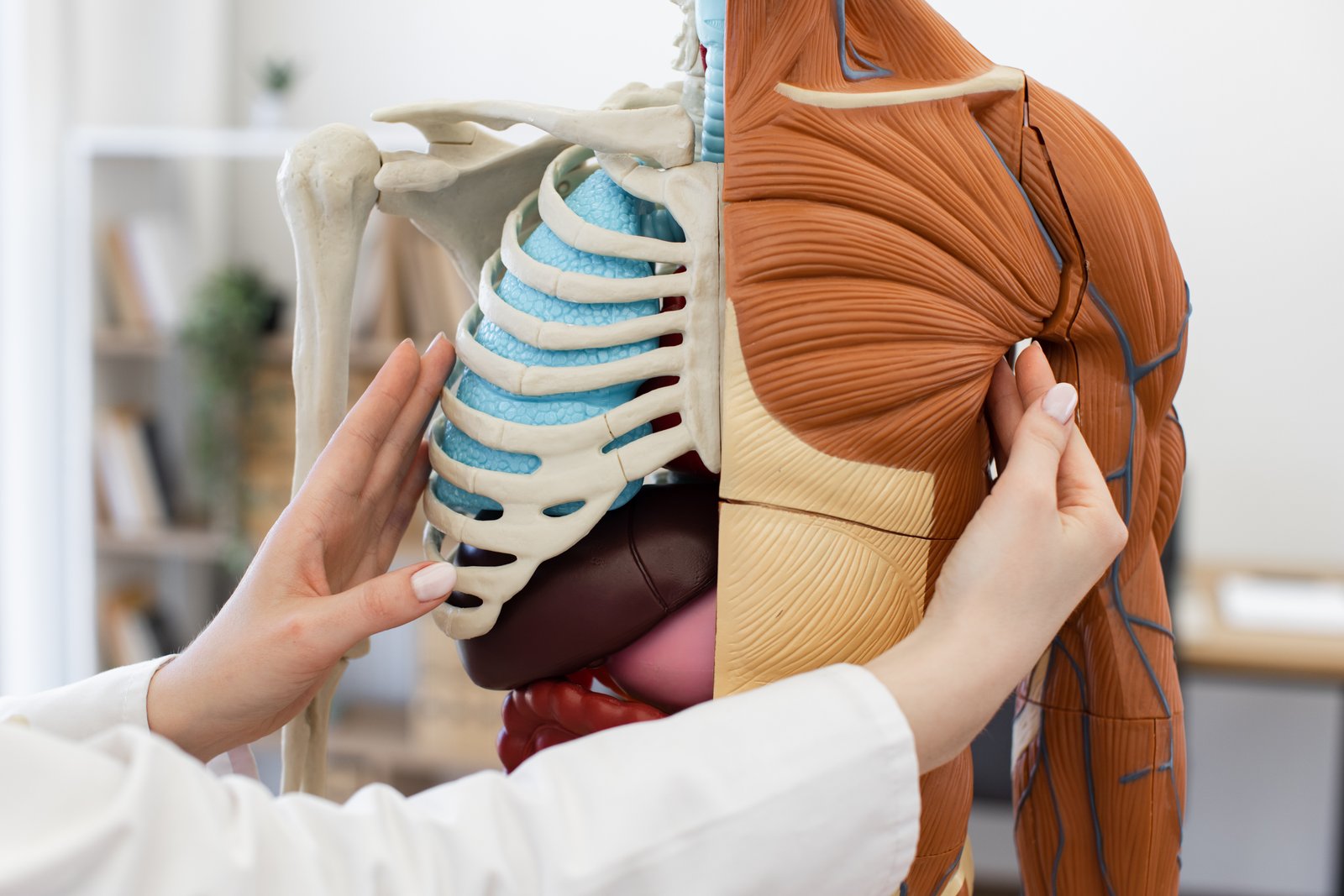 Image du quiz Quiz Anatomie Générale